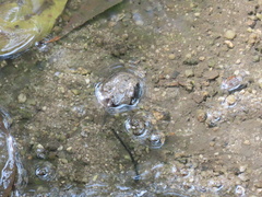 Carcinoscorpius rotundicauda