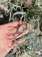 Penstemon sepalulus
