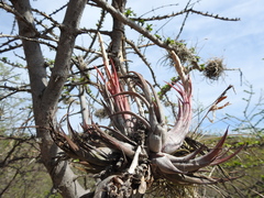 Tillandsia circinnatioides