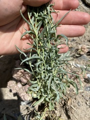 Penstemon sepalulus