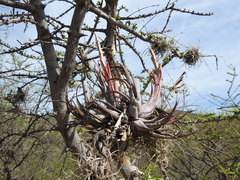 Tillandsia circinnatioides