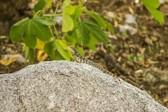 Ctenosaura oaxacana