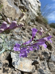Penstemon sepalulus