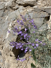 Penstemon sepalulus