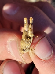 Cibolacris parviceps