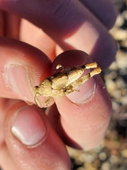 Cibolacris parviceps