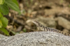 Ctenosaura oaxacana