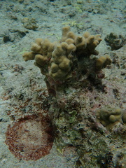 Porites deformis