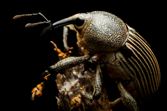 Cholus parallelogrammus