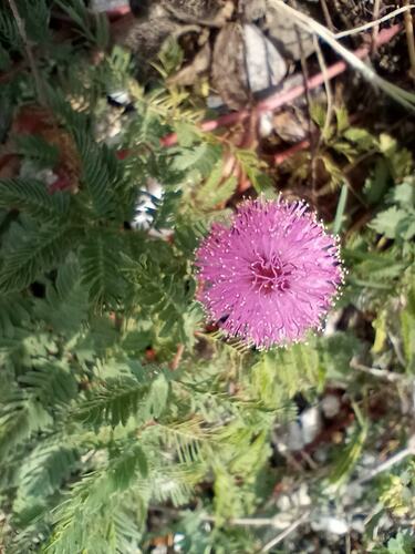 Mimosa strigillosa