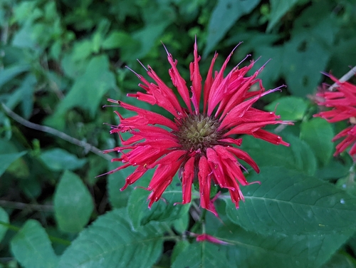 Indianernessel (Monarda didyma): Herkunft und Verwendung — Foto 1