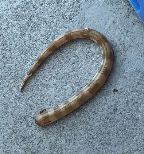Koningsslangaal (Ophichthus rex) — Ophichthidae — 4