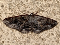 Stenoporpia