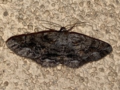 Stenoporpia