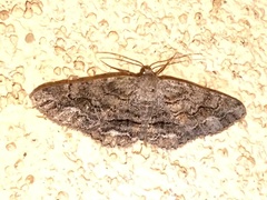Stenoporpia