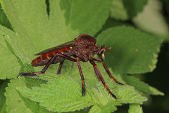 Diogmites basalis