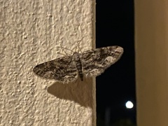 Stenoporpia