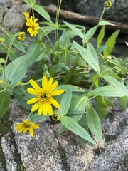 Arnica lanceolata prima