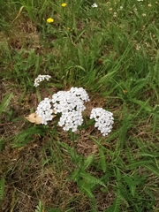 Achillea millefolium