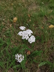 Achillea millefolium