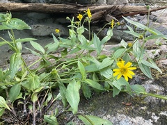 Arnica lanceolata prima