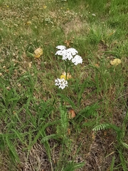 Achillea millefolium