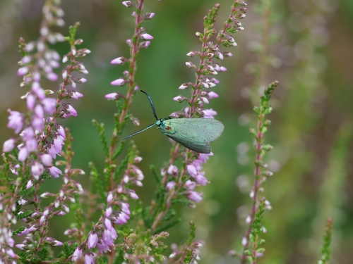 Green Forester Moth, 5856 Wellerlooi, Niederlande, photo 4 of 10
