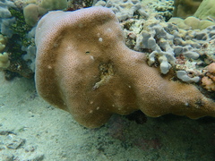 Goniastrea stelligera