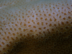 Goniastrea stelligera