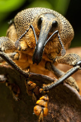 Cholus parallelogrammus