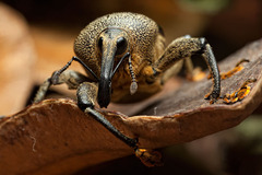 Cholus parallelogrammus