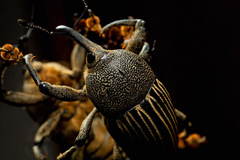 Cholus parallelogrammus