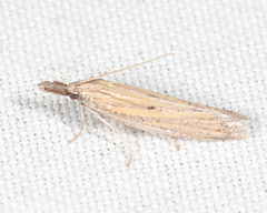 Bandera binotella