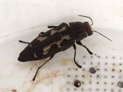 Buprestis laeviventris