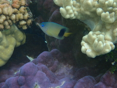 Plectroglyphidodon johnstonianus