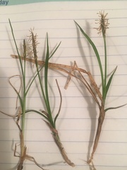 Carex myosuroides
