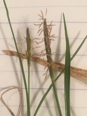 Carex myosuroides