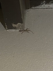 Hemidactylus turcicus