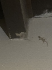 Hemidactylus turcicus
