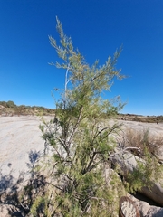 Tamarix usneoides
