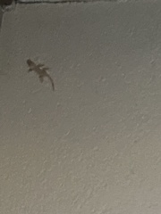Hemidactylus turcicus