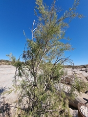 Tamarix usneoides