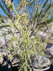 Tamarix usneoides