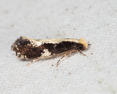 Monopis dorsistrigella