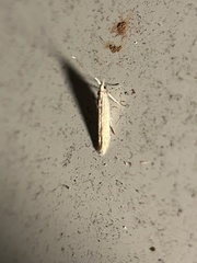 Plutella porrectella