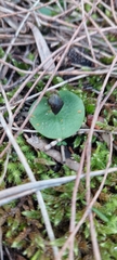 Corybas diemenicus