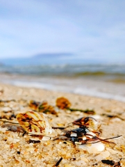 Electroma papilionacea