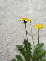 Taraxacum officinale