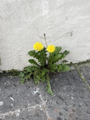 Taraxacum officinale