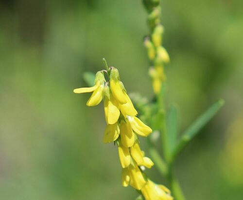 Melilotus altissimus iNat (1)